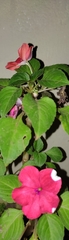 Impatiens walleriana