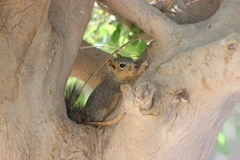Sciurus niger