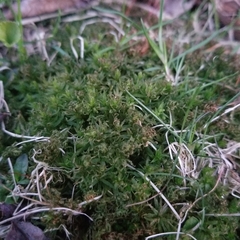 Atrichum oerstedianum