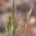 Sixweeks Grass - Photo (c) Tim Messick, some rights reserved (CC BY-NC), uploaded by Tim Messick