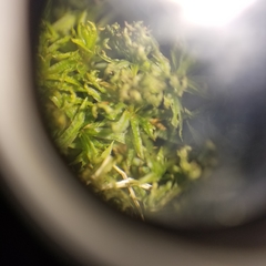 Atrichum oerstedianum