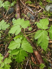 Osmorhiza purpurea