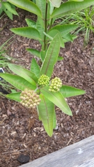 Asclepias purpurascens