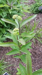 Asclepias purpurascens