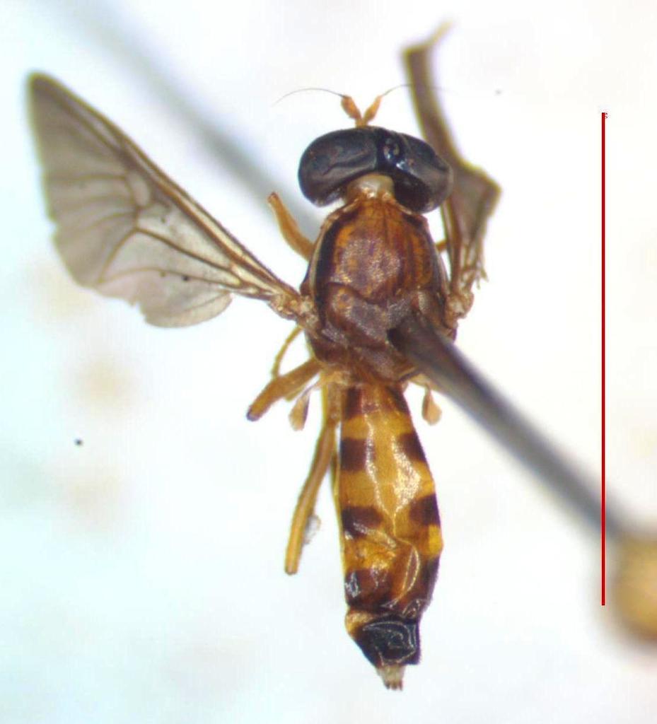Merosargus rotundatus