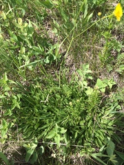 Ranunculus acris acris