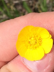 Ranunculus acris acris