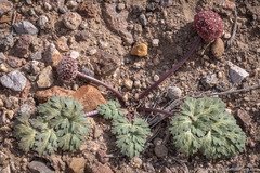 Cymopterus globosus