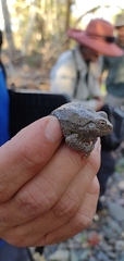 Hyla arenicolor