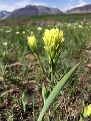 Castilleja lutescens