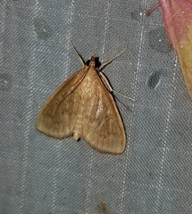 Framinghamia helvalis