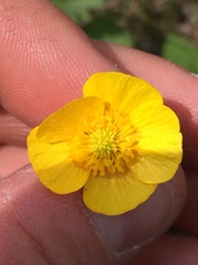 Ranunculus acris acris