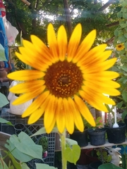 Helianthus annuus