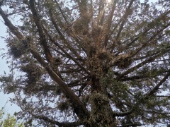 Tillandsia recurvata