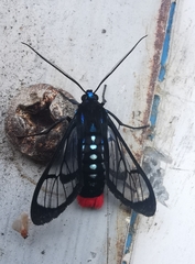 Phoenicoprocta vacillans