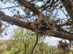 Tillandsia recurvata