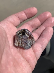 Megabalanus californicus