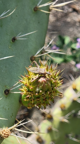 iNaturalist observation photo of Leaf-footed Cactus Bug