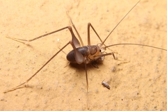 Euhadenoecus puteanus