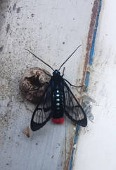 Phoenicoprocta vacillans