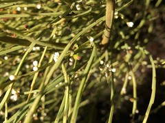 Choretrum glomeratum