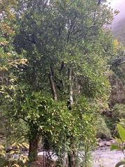 Brexia madagascariensis