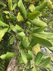 Brexia madagascariensis