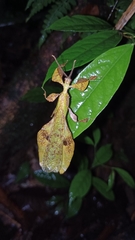 Pulchriphyllium giganteum