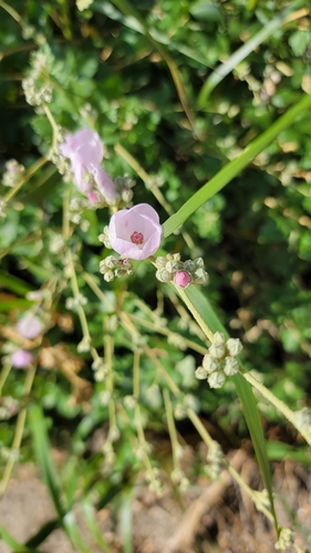 iNaturalist observation photo of southern coastal bushmallow