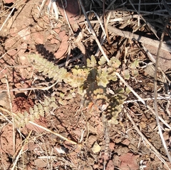 Astrolepis integerrima