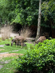 Tragelaphus imberbis