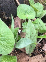 Erythronium propullans