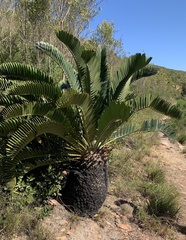 Encephalartos longifolius