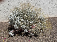 Encelia farinosa