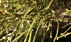 Choretrum glomeratum