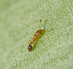 Cardiocondyla obscurior