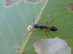 Camponotus nigriceps