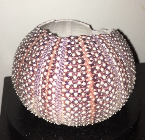 European Edible Sea Urchin, photo 4 of 10