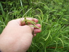 Carex prasina