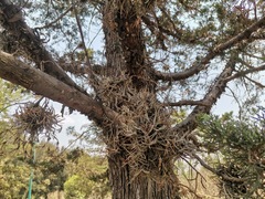 Tillandsia recurvata