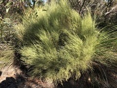 Choretrum glomeratum