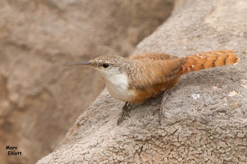 Canyon Wren