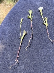 Githopsis diffusa filicaulis