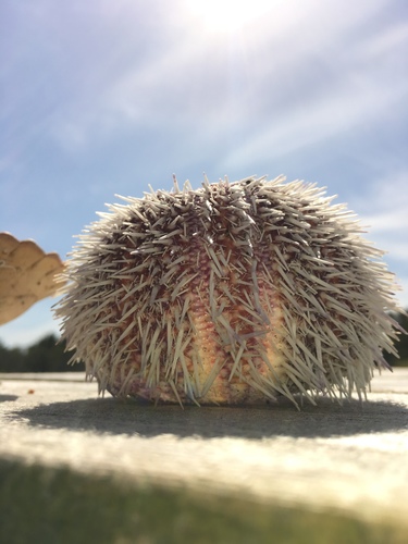 European Edible Sea Urchin, photo 3 of 10
