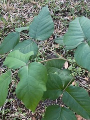 Toxicodendron radicans