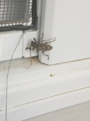 Aegomorphus modestus