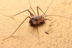 Euhadenoecus puteanus