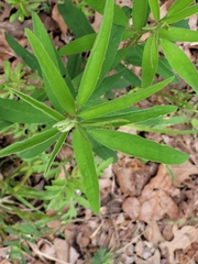 Desmodium sessilifolium