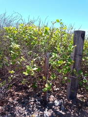 Coccoloba barbadensis