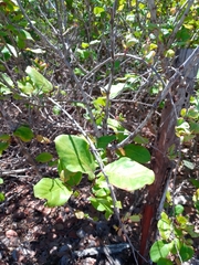 Coccoloba barbadensis